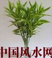 新余十二生肖养什么植物最旺财运？你知道吗！